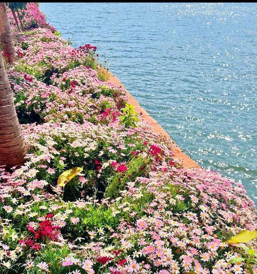 花海盛开的花语有何寓意？它象征着什么？
