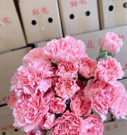 粉色康乃馨花语是什么？粉色康乃馨象征着什么？