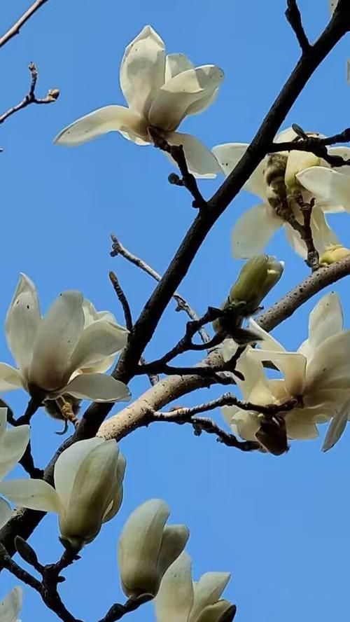 望春花的花语是什么？它象征着什么？