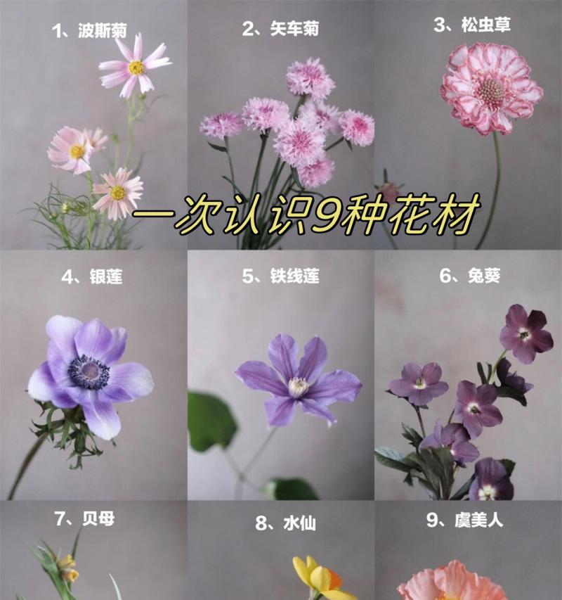 哪种花的花语是万事无忧？它如何帮助人们表达这种愿望？