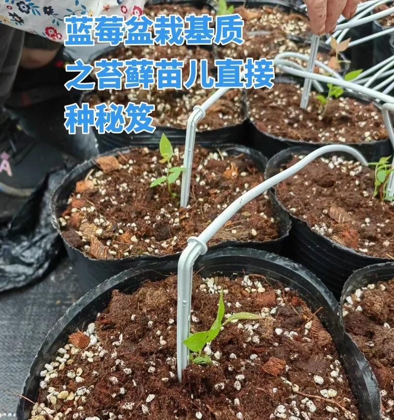 盆栽蓝莓种植方法是什么？