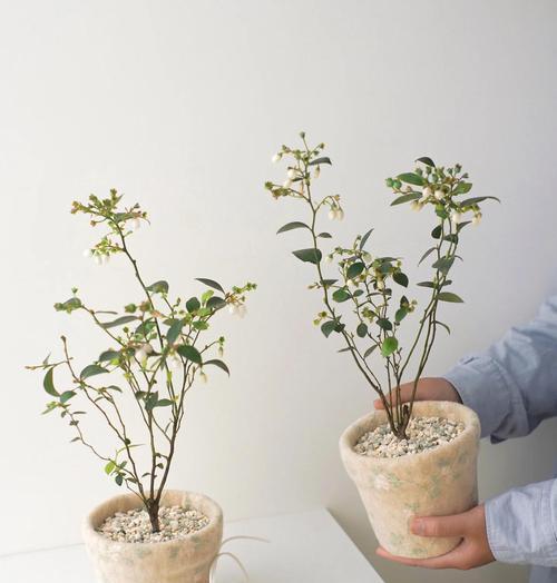 盆栽蓝莓种植方法是什么？