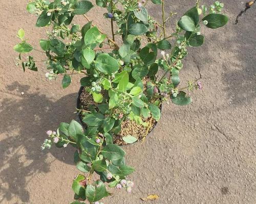 盆栽蓝莓种植方法是什么？