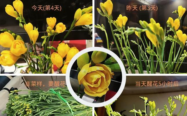 香雪兰养护需要注意什么？