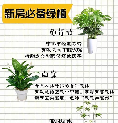 哪些花卉种类能有效去除甲醛？