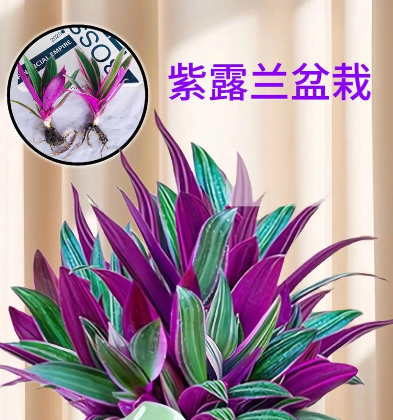 哪些花卉种类能有效去除甲醛？