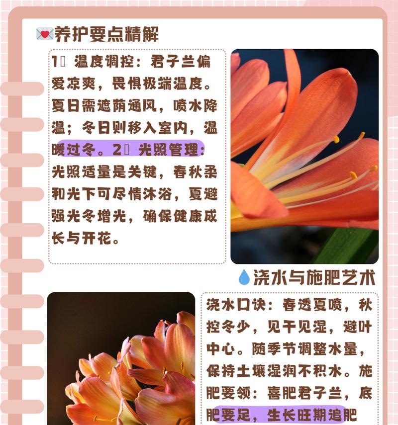 君子兰养护有哪些秘籍？