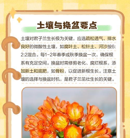君子兰养护有哪些秘籍？
