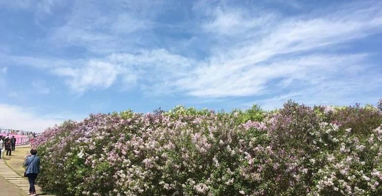 沈阳紫丁香花期何时？赏花地点在哪里？