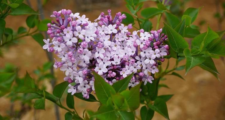 沈阳紫丁香花期何时？赏花地点在哪里？