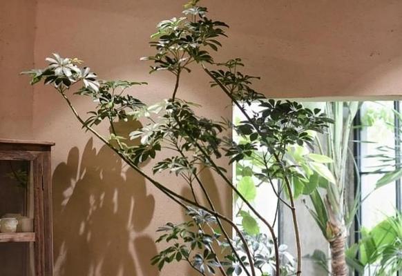 种植物盆栽有什么技巧？如何让盆栽植物生长得更好？