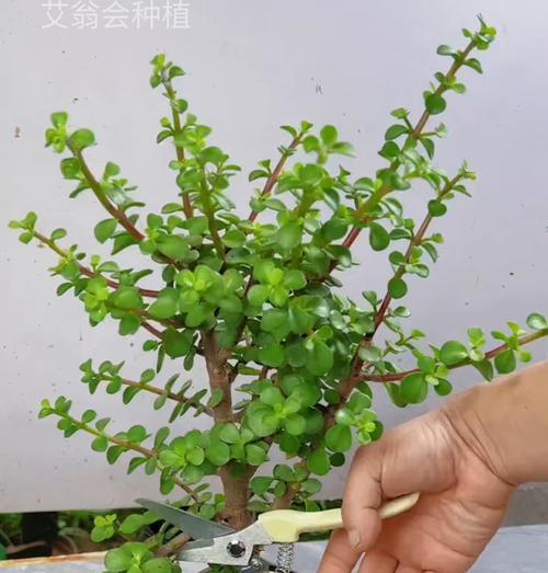 种植物盆栽有什么技巧？如何让盆栽植物生长得更好？