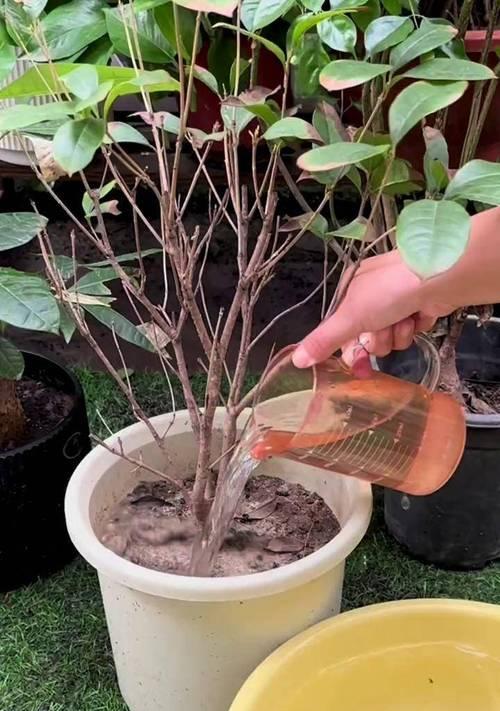 种植物盆栽有什么技巧？如何让盆栽植物生长得更好？