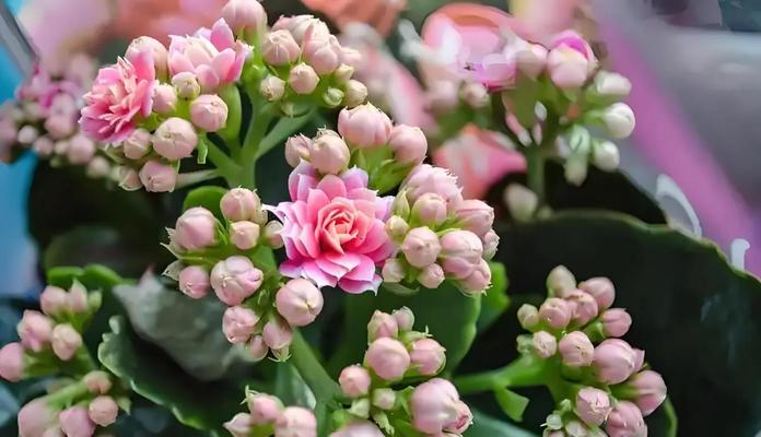 长寿花养护指南是什么？繁殖、养护及防虫技巧有哪些？
