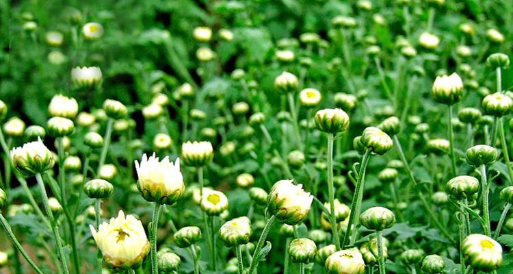 雏菊与杭菊有什么不同？同科不同命的花中“姐妹”是怎样的？