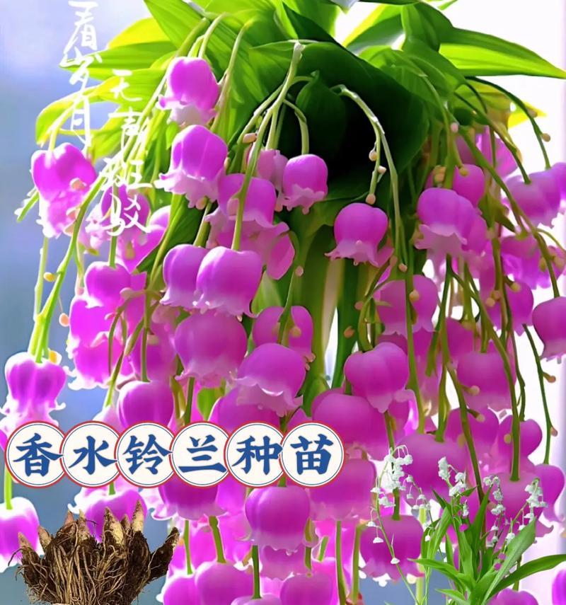 铃兰花的最佳种植时间是什么时候？