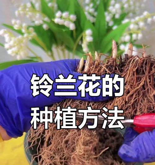 铃兰花的最佳种植时间是什么时候？