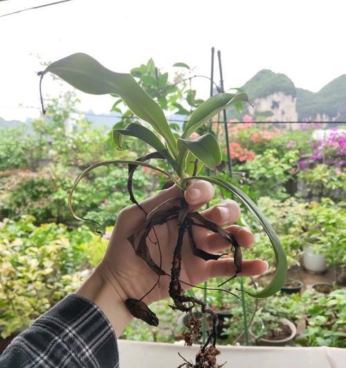 猪笼草盆栽怎么养？有哪些注意事项？
