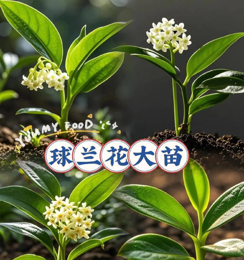 球兰花养护需谨慎，有哪些注意事项？