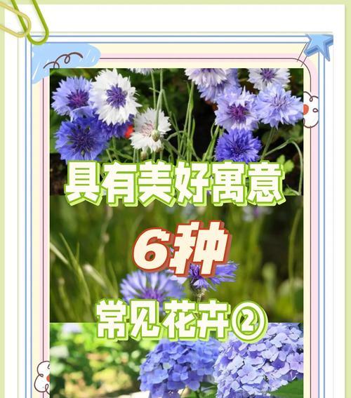 含笑花的寓意和象征是什么？