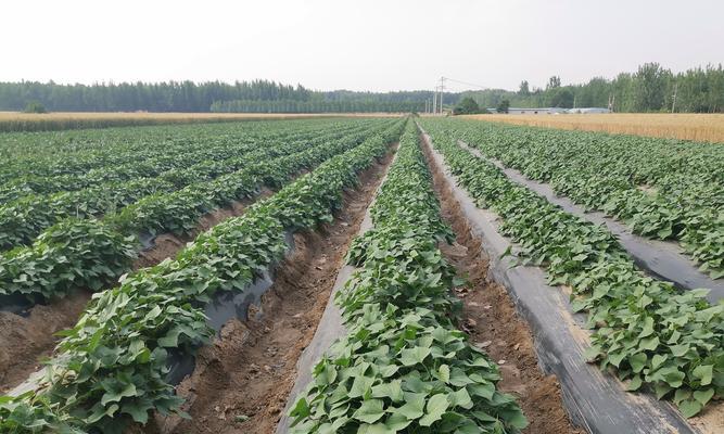 红薯一垄双行种植技术要点是什么？