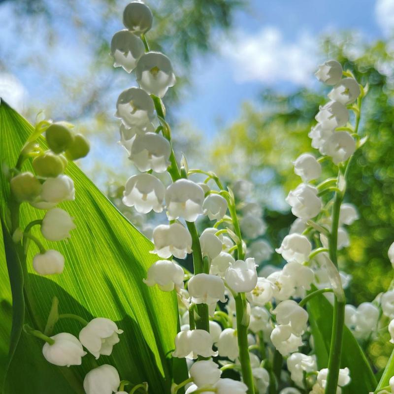 铃兰花相似花卉有哪些？