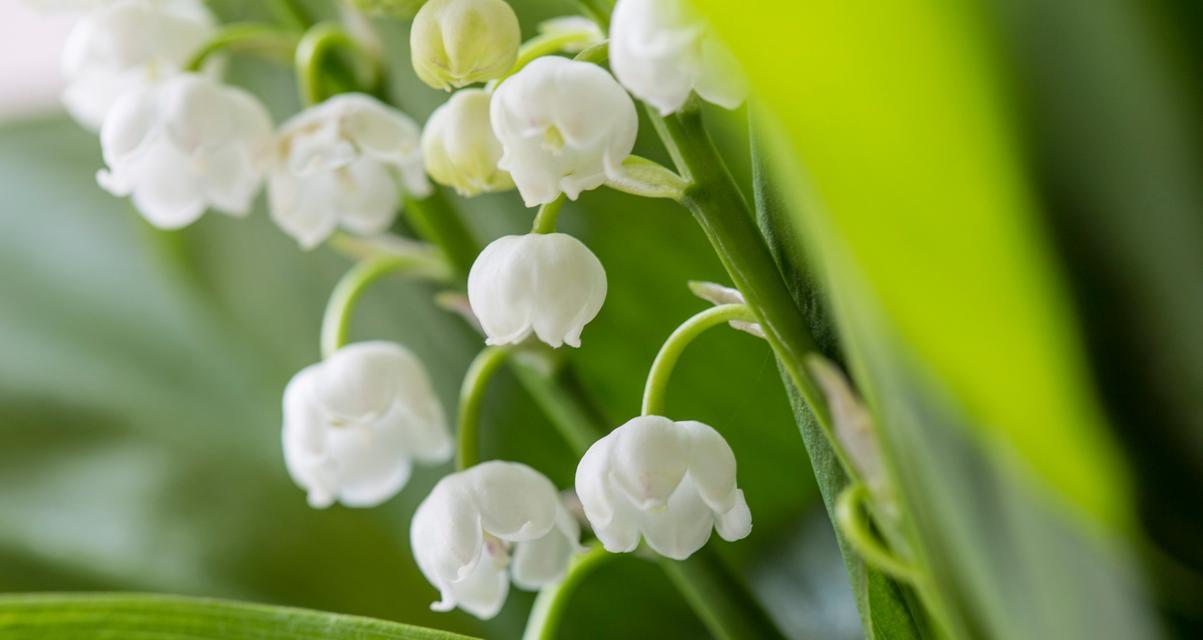 铃兰花相似花卉有哪些？