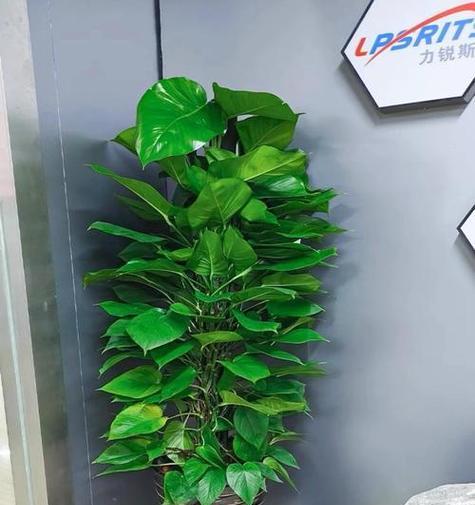 绿萝真的适合放在卧室养吗？