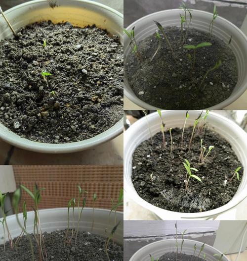 波斯菊播种全攻略有哪些要点？