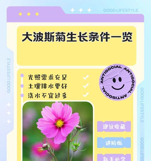 波斯菊播种全攻略有哪些要点？
