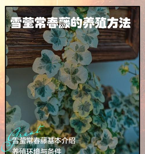 常青藤养护全攻略有哪些技巧？