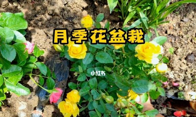 9种“苦命花”为何要用“小盆”栽种？