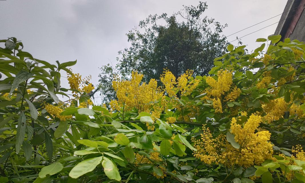 9种“苦命花”为何要用“小盆”栽种？