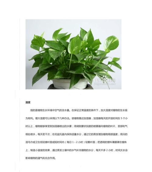 绿萝的详细养殖技巧及日常养护时需要注意什么？