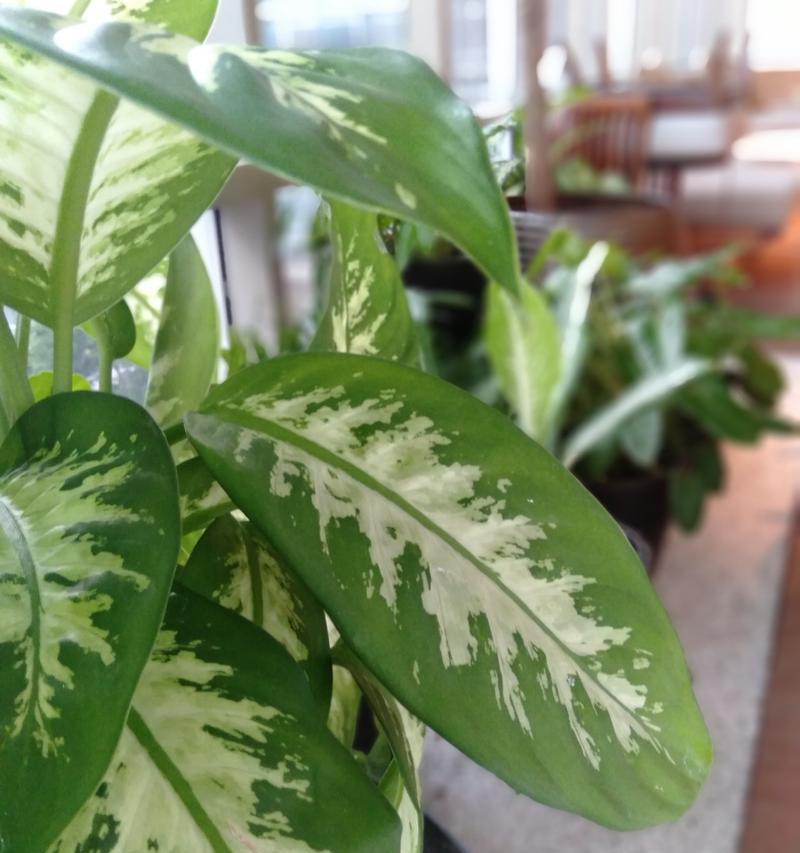 植物鸭掌木是什么？