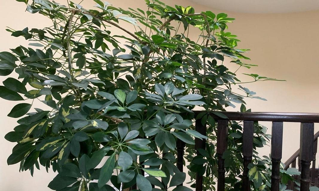 植物鸭掌木是什么？