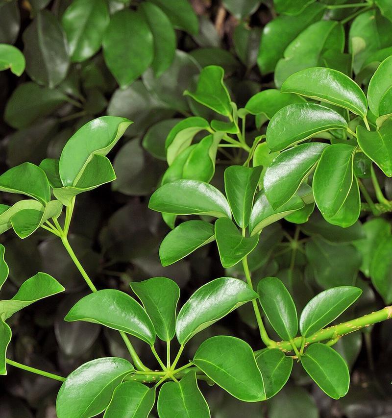 植物鸭掌木是什么？