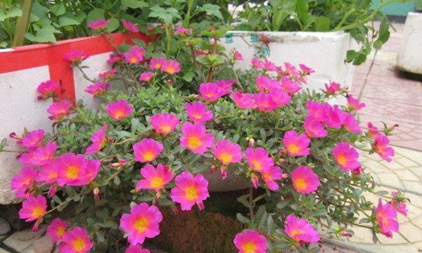 “没两把刷子”，夏天不宜养的5种花有哪些？