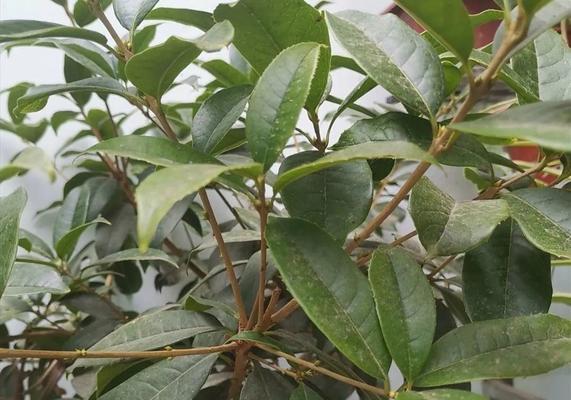 “没两把刷子”，夏天不宜养的5种花有哪些？