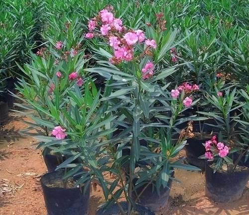 “没两把刷子”，夏天不宜养的5种花有哪些？