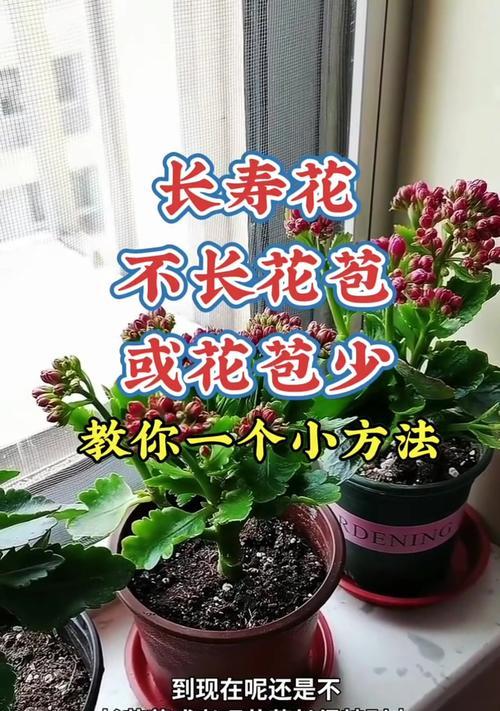 长寿花咋就不开花？原因是什么？