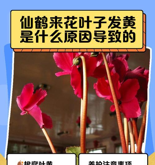 花黄叶了应该怎么办？
