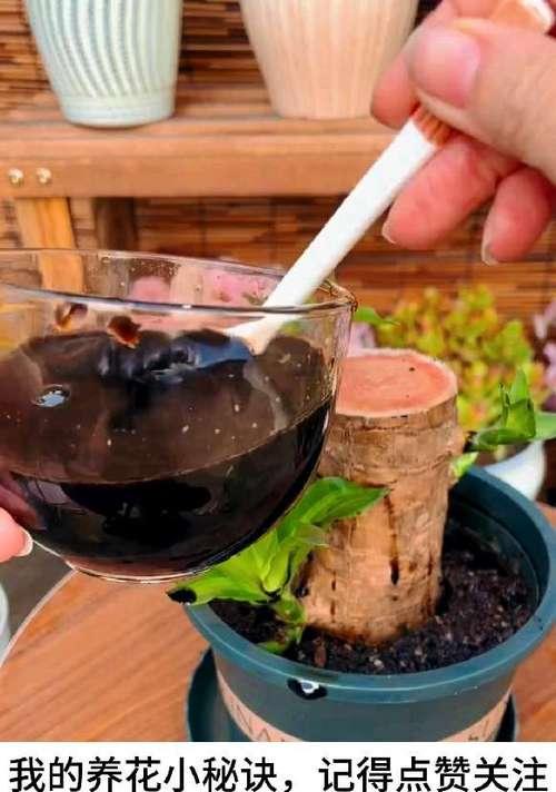 花黄叶了应该怎么办？