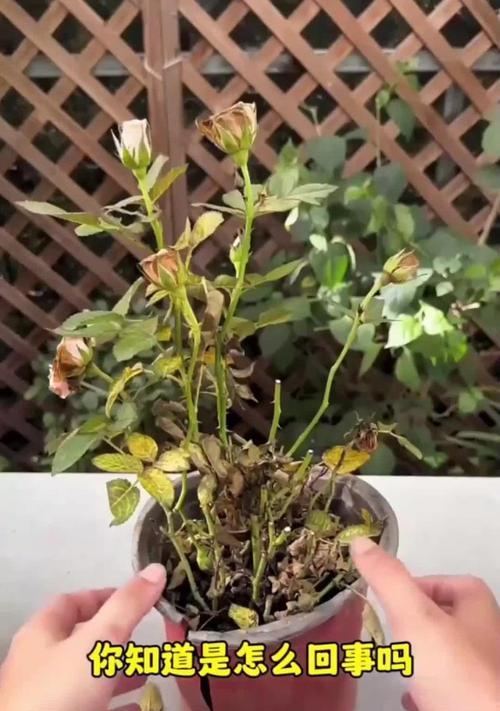 花黄叶了应该怎么办？