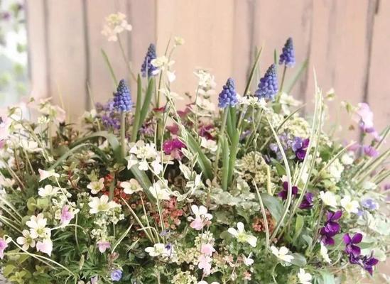 葡萄风信子种植指南：从种球到花朵的全程护理是什么？