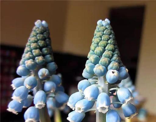 葡萄风信子种植指南：从种球到花朵的全程护理是什么？