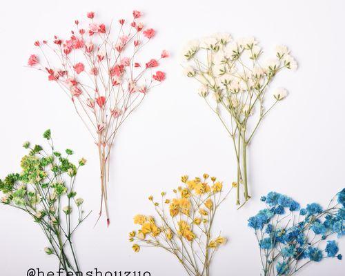满天星怎么做干花能保持颜色？