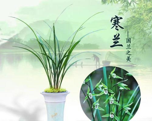 兰草怎么养？养殖兰草的正确方法是什么？