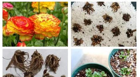花毛茛如何施肥？花毛茛施肥的正确方法是什么？