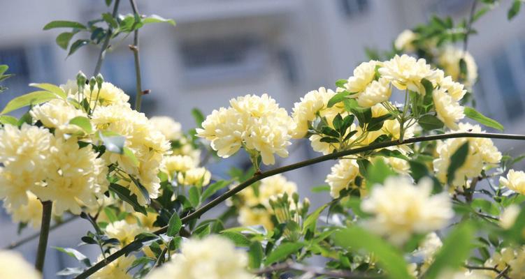 木香花的花期是什么时候？如何管理木香花的花期？